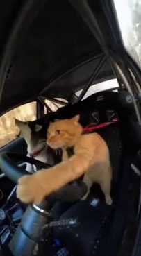 家銀萌~今日開始營業中 老司機快上車快上車